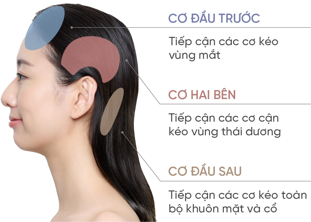 Chi tiết cơ đầu